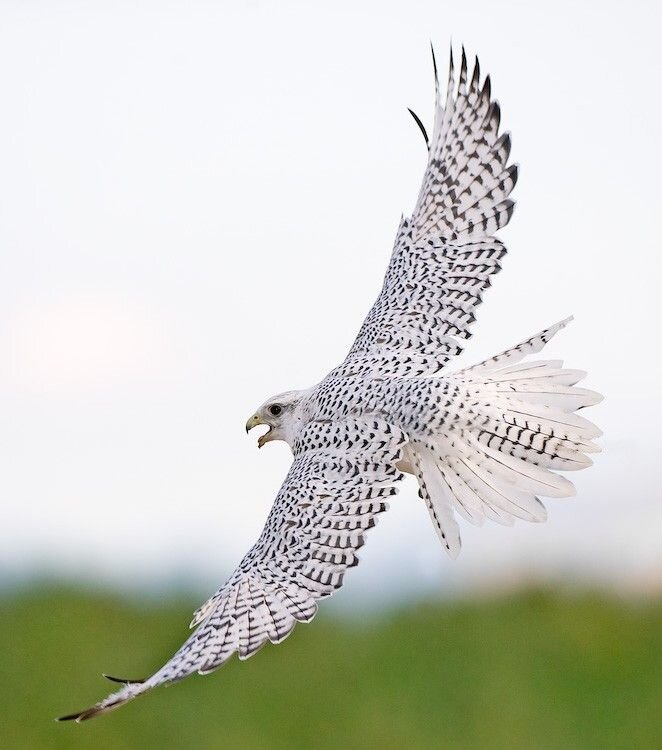 Фото взято из интернета 