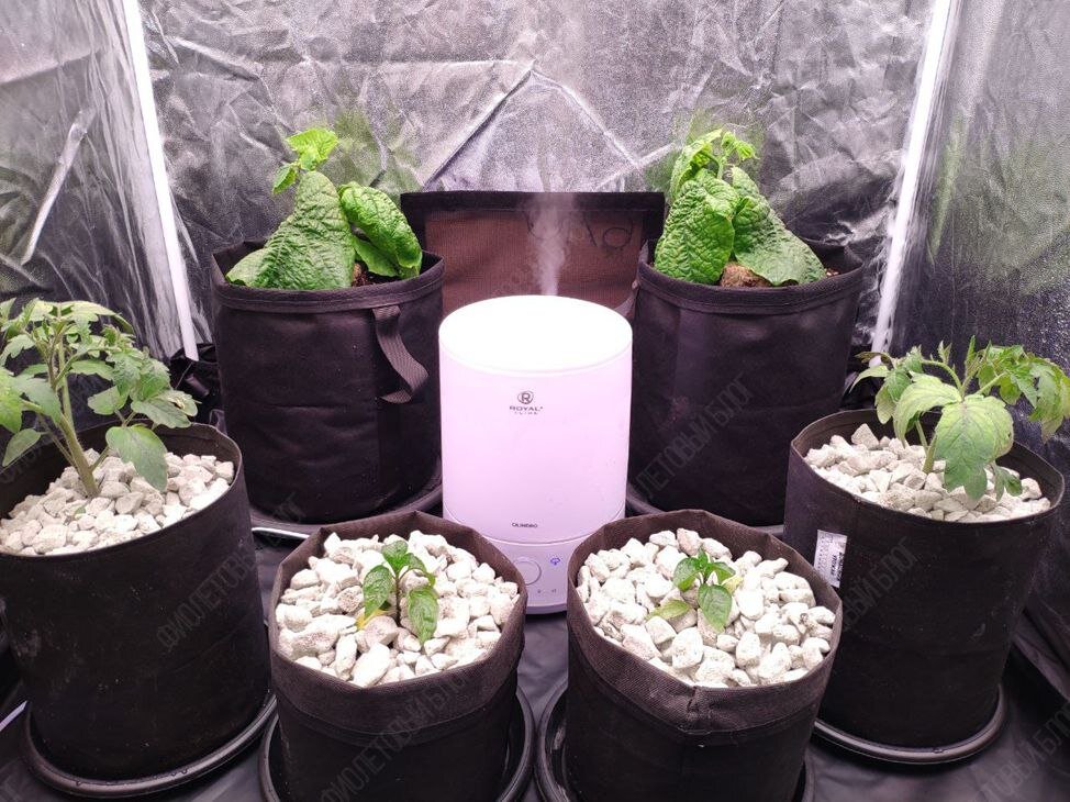 «А че, давайте вырастим!». С этой фразой и с большим потоком вдохновения начали воплощать идею в жизнь.-7