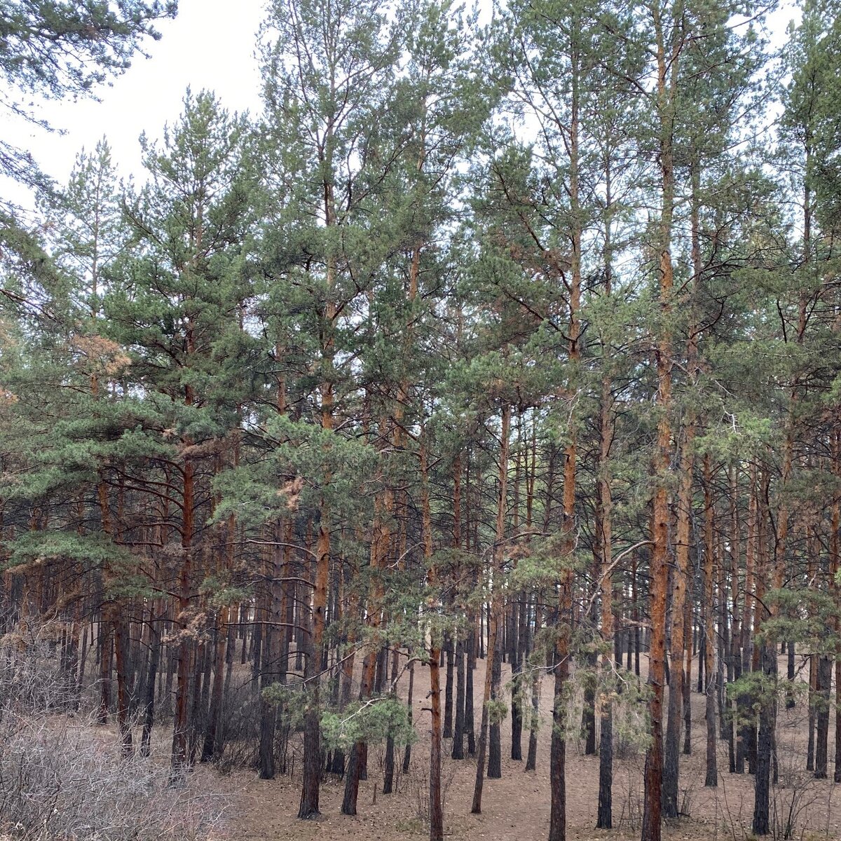 Лес, выросший естественным путем