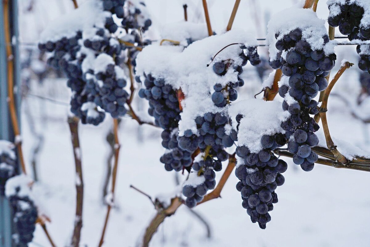 виноград декабрьский фото
