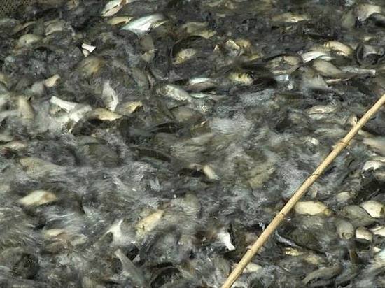     Более 18 тысяч особей сазана выпустили в открытый водоём