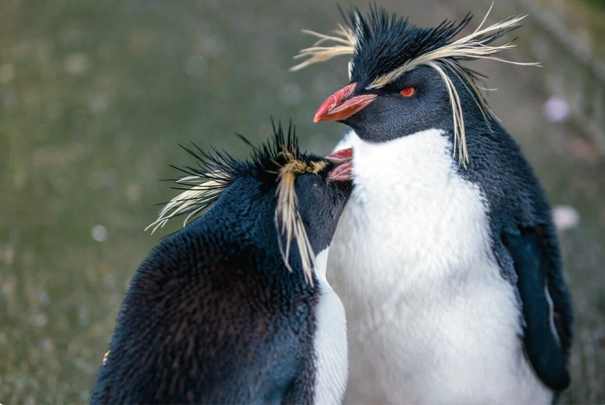 Королевский хохлатый Пингвин