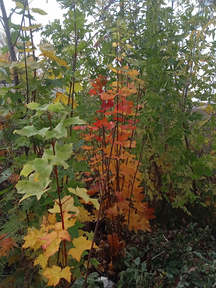 Бронзовое осень читать на дзене. Клевер осенняя дорога серпуховский музей. Осень бронзовый синий. Бронза осенью. То березка.