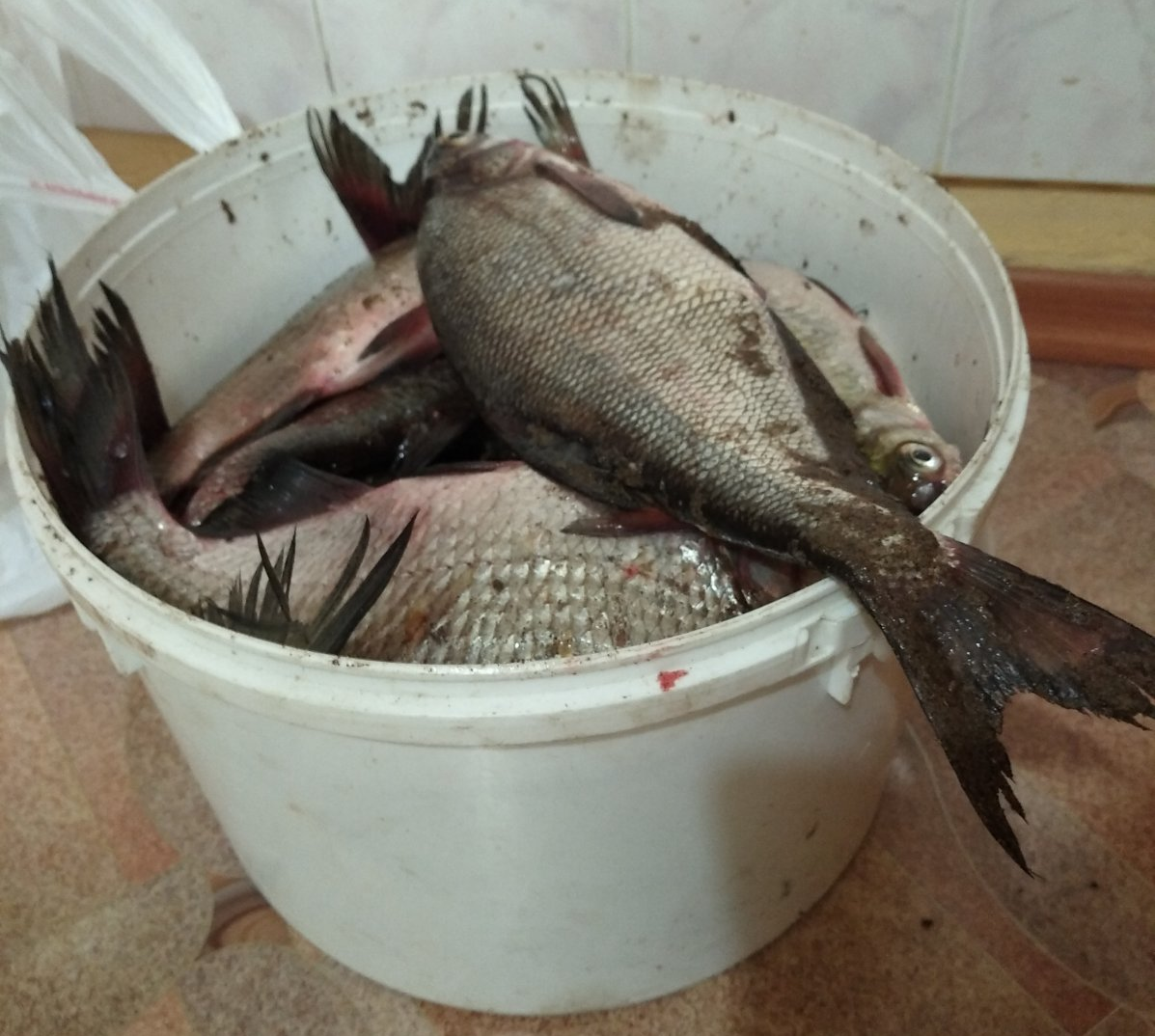 Лещи в октябре в Колесниково. 