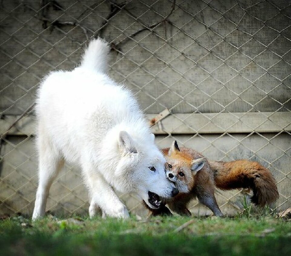 Волки лучше лис. Волк и лиса. Лисы и волки. Лиса и белый волк. Лисичка и волк.