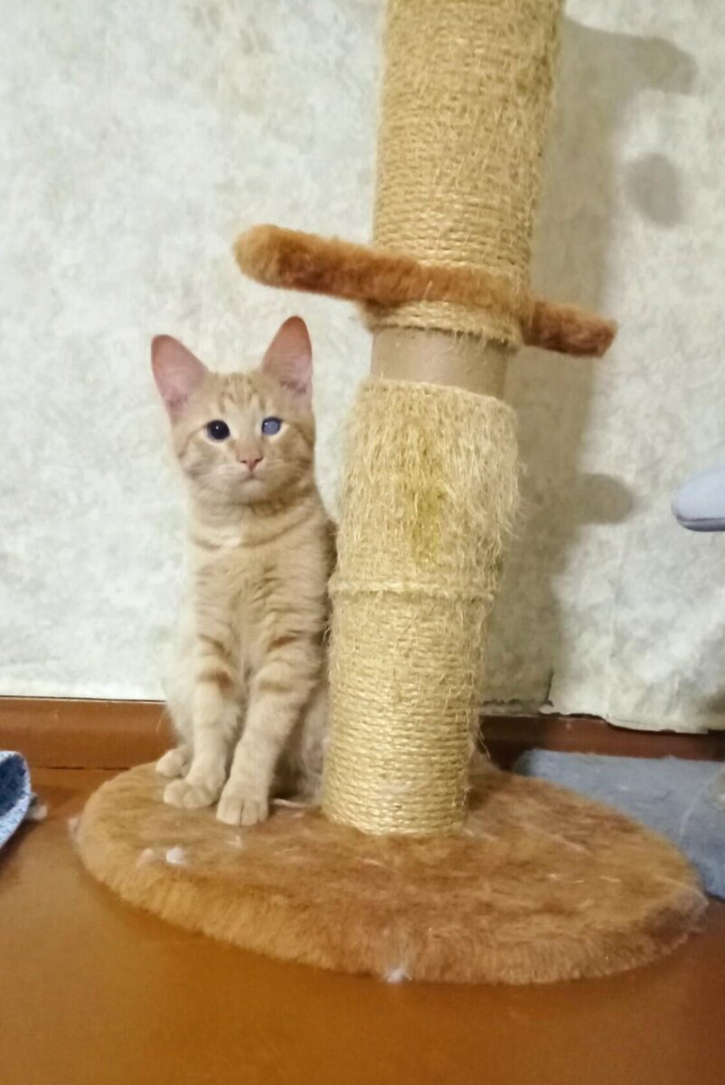 Глазки сохранены! И отличие одного нисколько не портит Тошу!