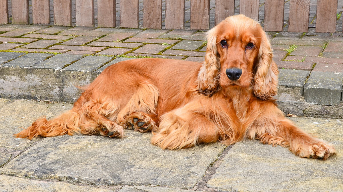    Кокер-спаниель Анастасия Романова