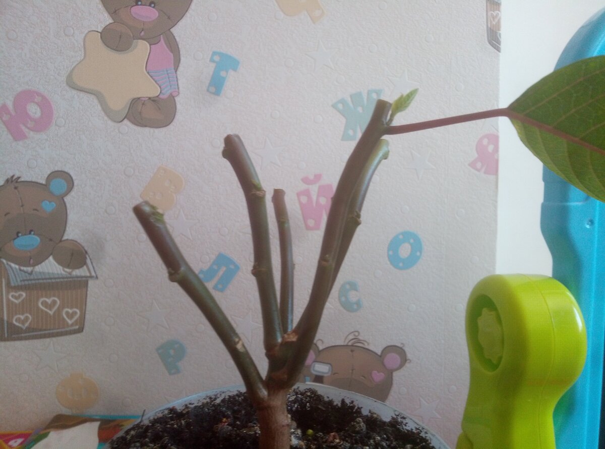 Фото можно листать