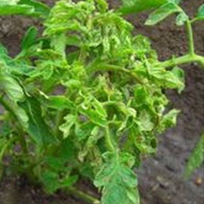 рассада помидор, листья скручиваются