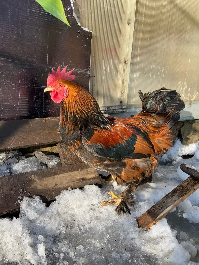 Это Витас - громче всех поет.