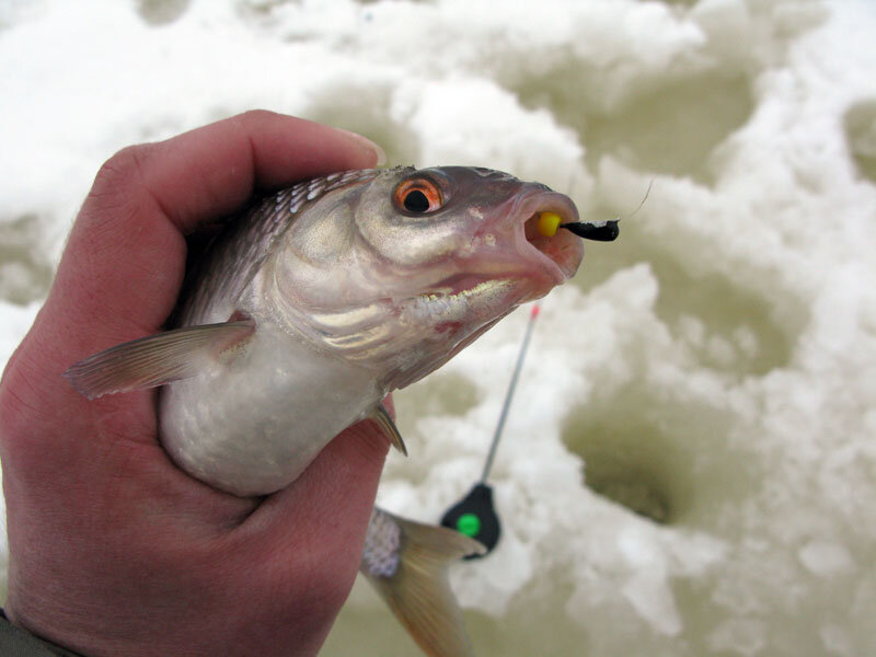 Безмотылка на зимней рыбалке: что это и как использовать (фото)