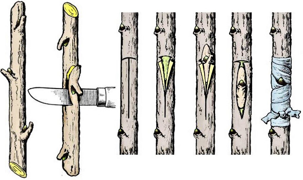 Способы прививки яблонь в картинках