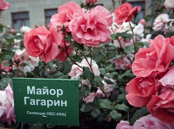 Эта роза не просто названа в честь Гагарина – он выбрал её сам. Фото – visualrian.ru