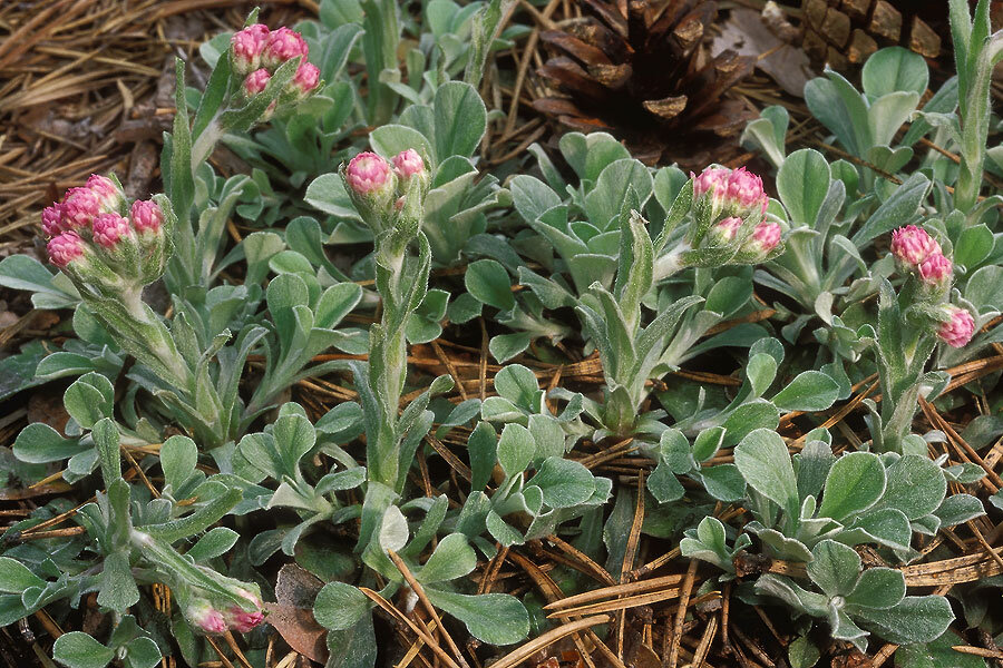 Лапки растение. Антеннария двудомная. Кошачья лапка (Antennaria dioica). Кошачья лапка двудомная Antennaria dioica.