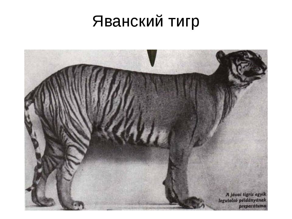 Яванский тигр