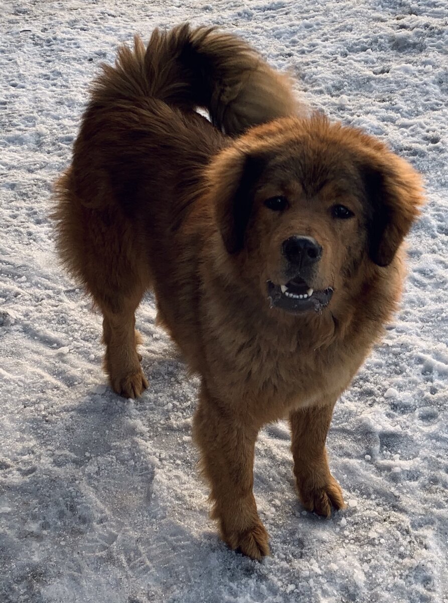 Голова тибетского мастифа
У собаки широкая голова, имеющая квадратную форму. Граница между лбом и пышной гривой хорошо заметна. Нос мастифа большой, с круглыми ноздрями. В большинстве случаев он черного цвета, вне зависимости от окраса особи. По бокам от носа находятся мясистые длинные губы, которые вплотную прилегают к нижней челюсти.
Уши
Уши находятся выше уровня глаз и имеют треугольную форму. В спокойном состоянии они висят, касаясь висков. Но если пес находится в состоянии тревоги или заинтересован чем-то, они способны подниматься вверх.
Глаза
Собака имеет глубоко посаженные глаза, находящиеся на большом расстоянии друг от друга, они карего цвета. Веки к ним прилегают плотно, из-за чего отсутствуют мешки.
Челюсти и зубы
Зубы тибетского мастифа на нижней челюсти
Зубы пса довольно длинные, посажены вертикально. Причем верхние резцы больше нижних, из-за чего при закрытой пасти полностью их перекрывают. Мастиф обладает крепкими челюстями, позволяющими разгрызать твердую пищу.
Шея
Шея толстая, оснащена крепкими мышцами. На ее поверхности располагается пушистая грива, которая гораздо больше у самцов.
Тело
Пес имеет массивный корпус, который кажется еще больше из-за широких ребер и грудной клетки. На спине находятся мышцы, которые плавно переходят в бока. Низ туловища у собаки в большинстве случаев располагается ниже локтей.
Хвост
Мастиф с задранным назад хвостом
Хвост обладает средней длинной относительно тела собаки. Мастиф во время движения поднимает его кверху и использует для координации движений. При желании пес может положить его на спину, пока лежит. Поверхность хвоста покрыта густой шерстью.
Передние лапы
Передние лапы тибетского мастифа
Конечности собаки оснащены большими и накаченными мышцами. Плечи, находящиеся над передними лапами, могут похвастаться массивностью. Локти расположены параллельно туловищу. Внизу конечностей находятся большие лапы с длинными пальцами.
Задние лапы
Мастиф обладает мощными задними лапами
На бедрах задних конечностей находятся мышцы, которые хорошо заметно даже издали. Колени ярко выражены, поскольку лапы довольно часто находятся немного согнутом состоянии.