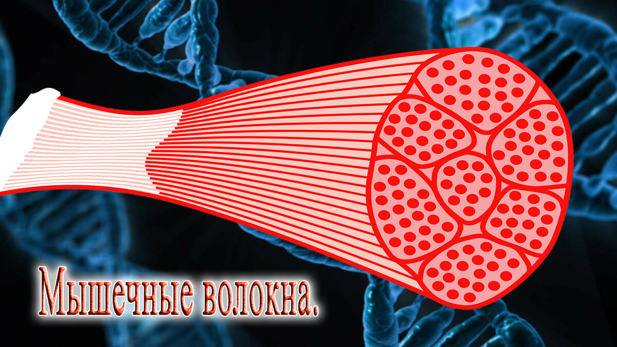 Источник: httpspixabay.com