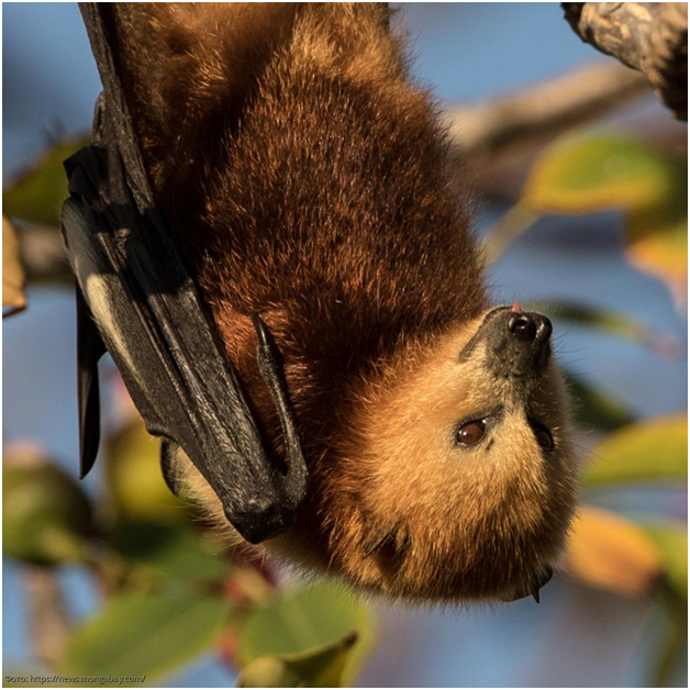 https://theconversation.com/why-mauritius-is-culling-an-endangered-fruit-bat-that-exists-nowhere-else-150567