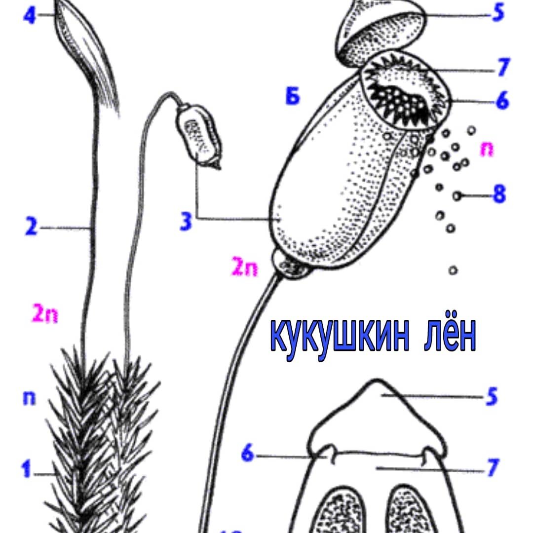 У кукушкиного льна прорастает
