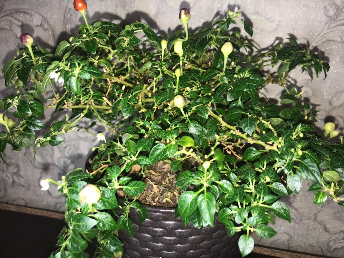 Зелень, цветочки, плоды – все при нем.