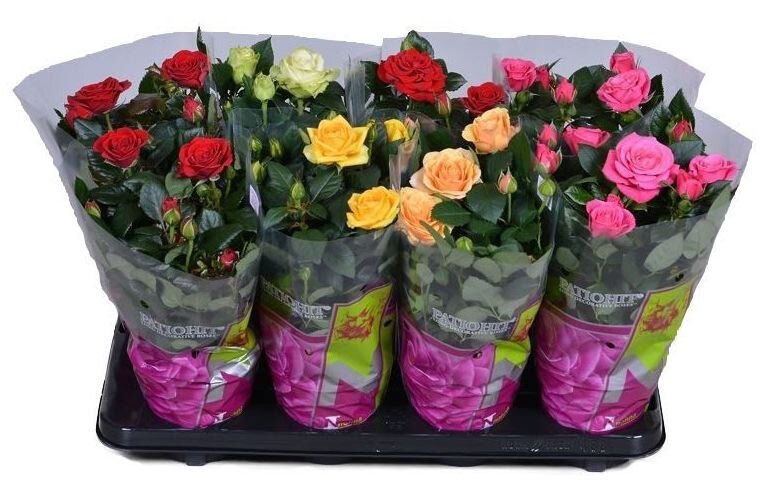 Выглядят они вот так. В одном кашпо обычно 3-4 растения!