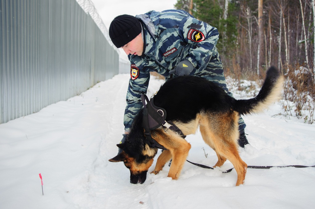 Количество рецепторов зависит от породы. У кого-то их в 15 раз больше, чем у человека, но у служебных собак их больше в 40, а то и 50 раз.