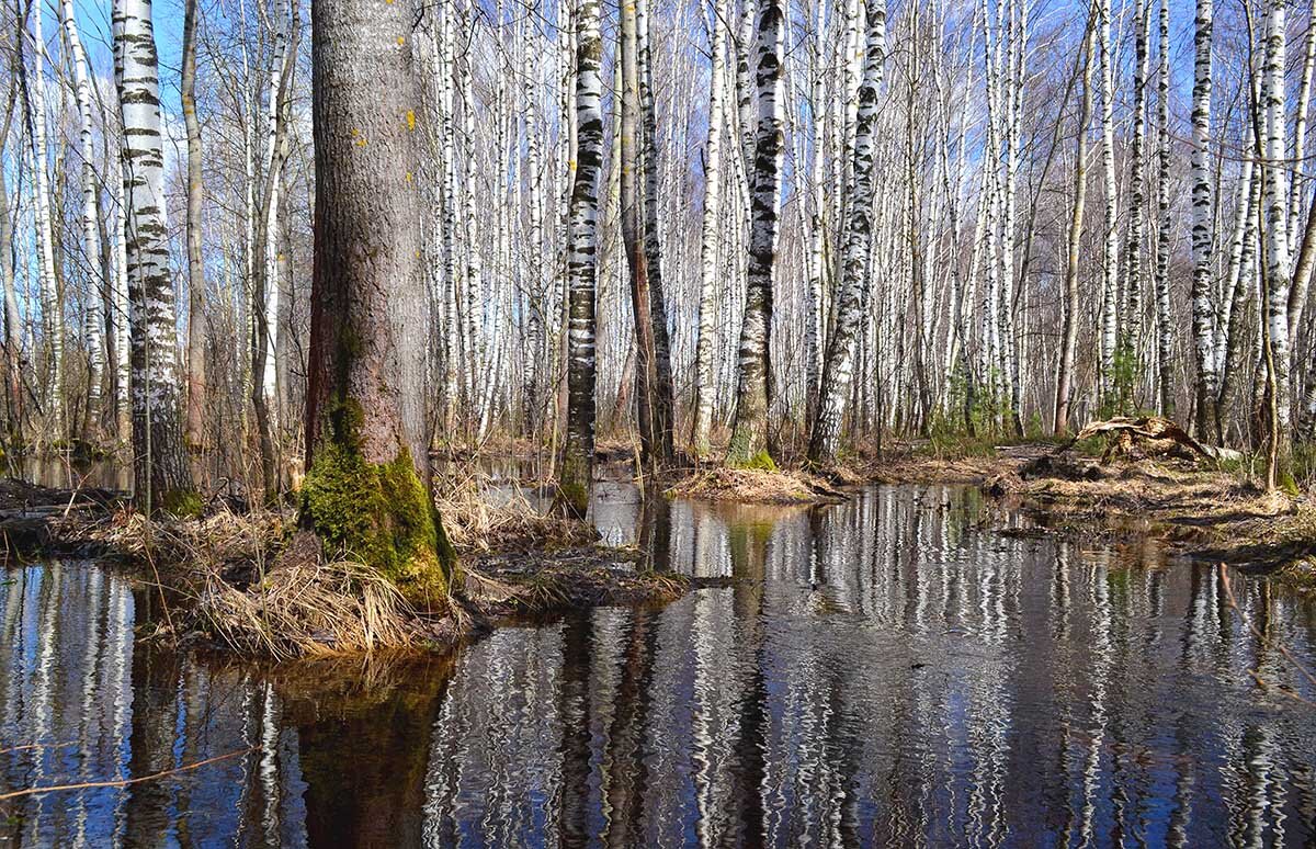 Весенний паводок в лесу. Затопленный лес весной. Лес весной. Весенний разлив в лесу. Весеннее половодье.