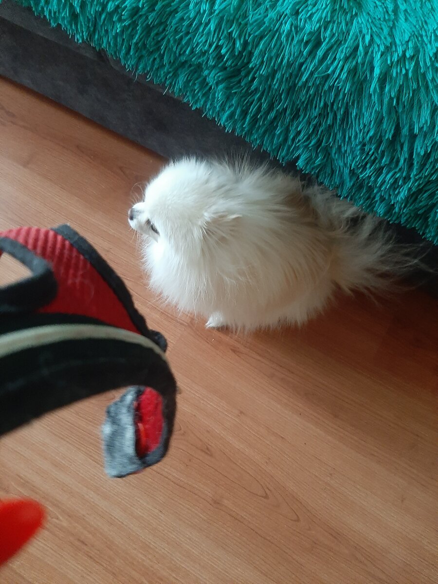 Не любит ездить на машине. Фото автора.