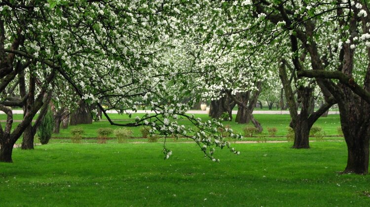 Чтоб расцветали яблони и груши, вступайте в смертный бой с ордой вредителей в саду