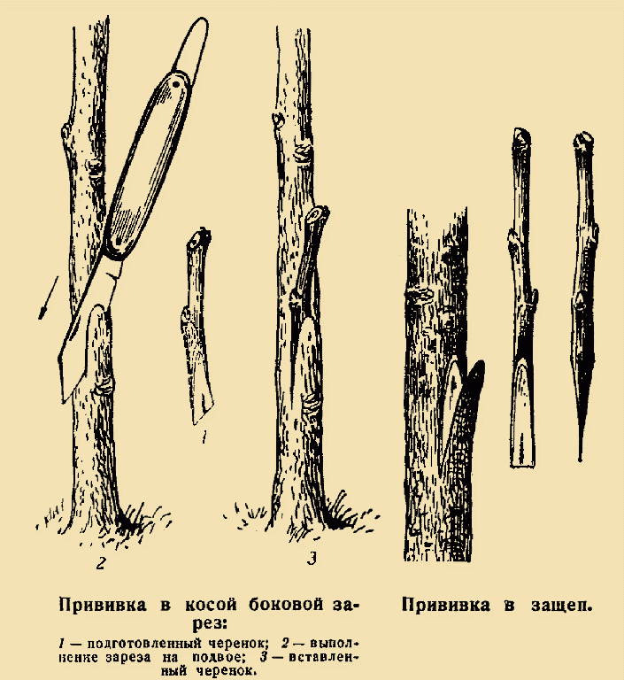 А вот и весна! Что делать в саду и огороде?