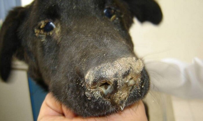 Собака, зараженная вирусом чумы
