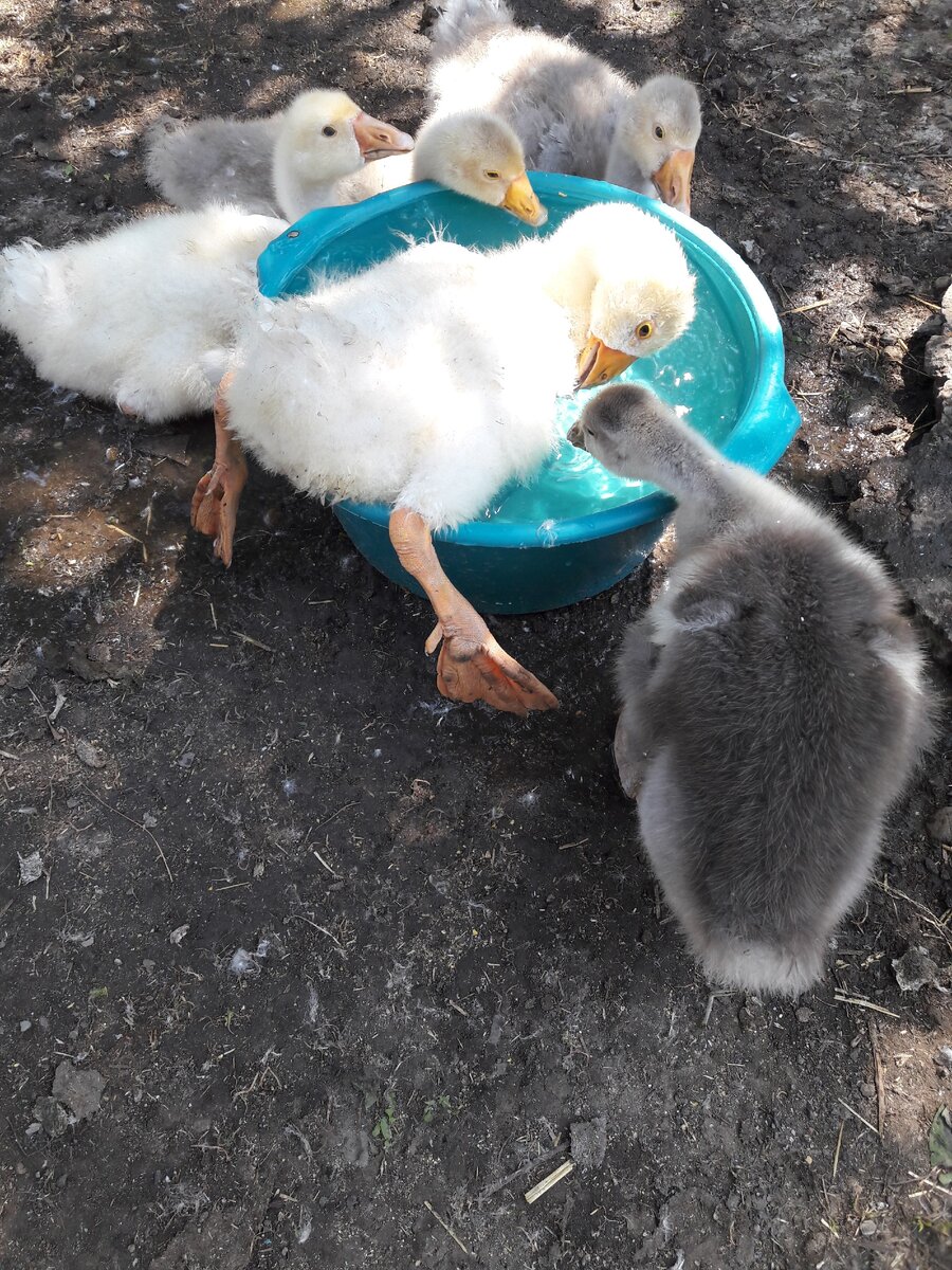 Гусята отдыхают