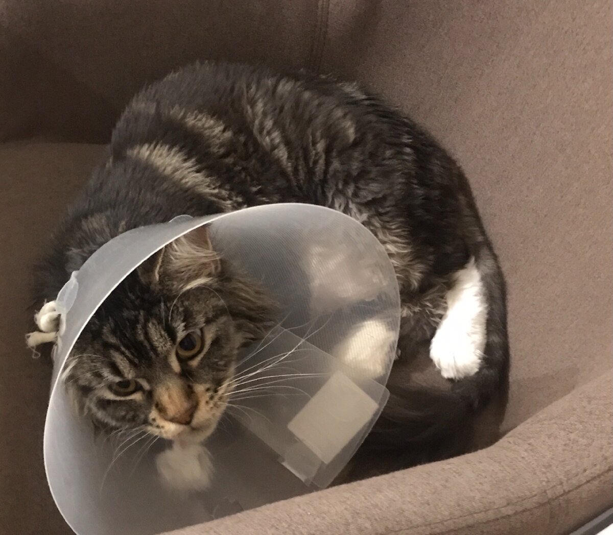 Лечим аллергию, воротник от расчесывания.