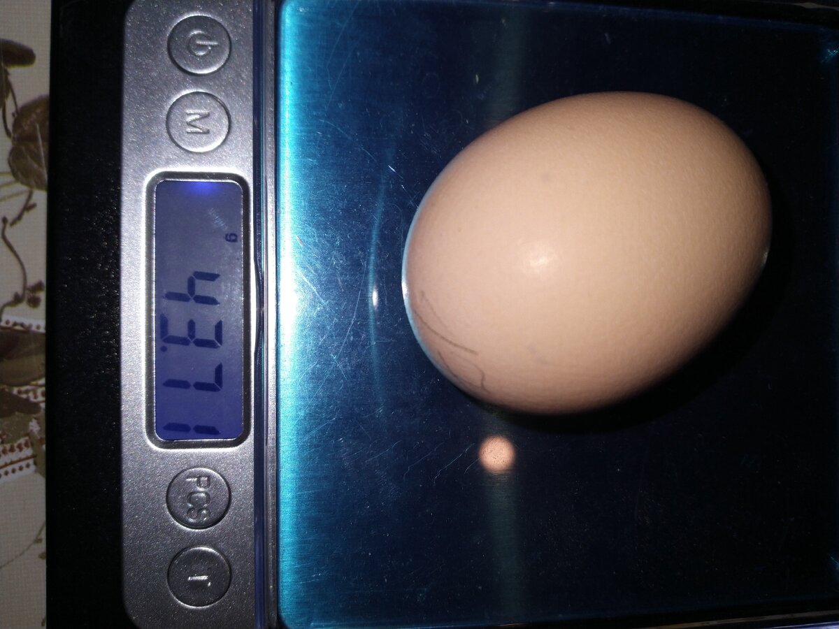 Покупая у частника, каждый бы возмутился, увидев такой вес яйца. А Генофонду ничего не предъявишь...