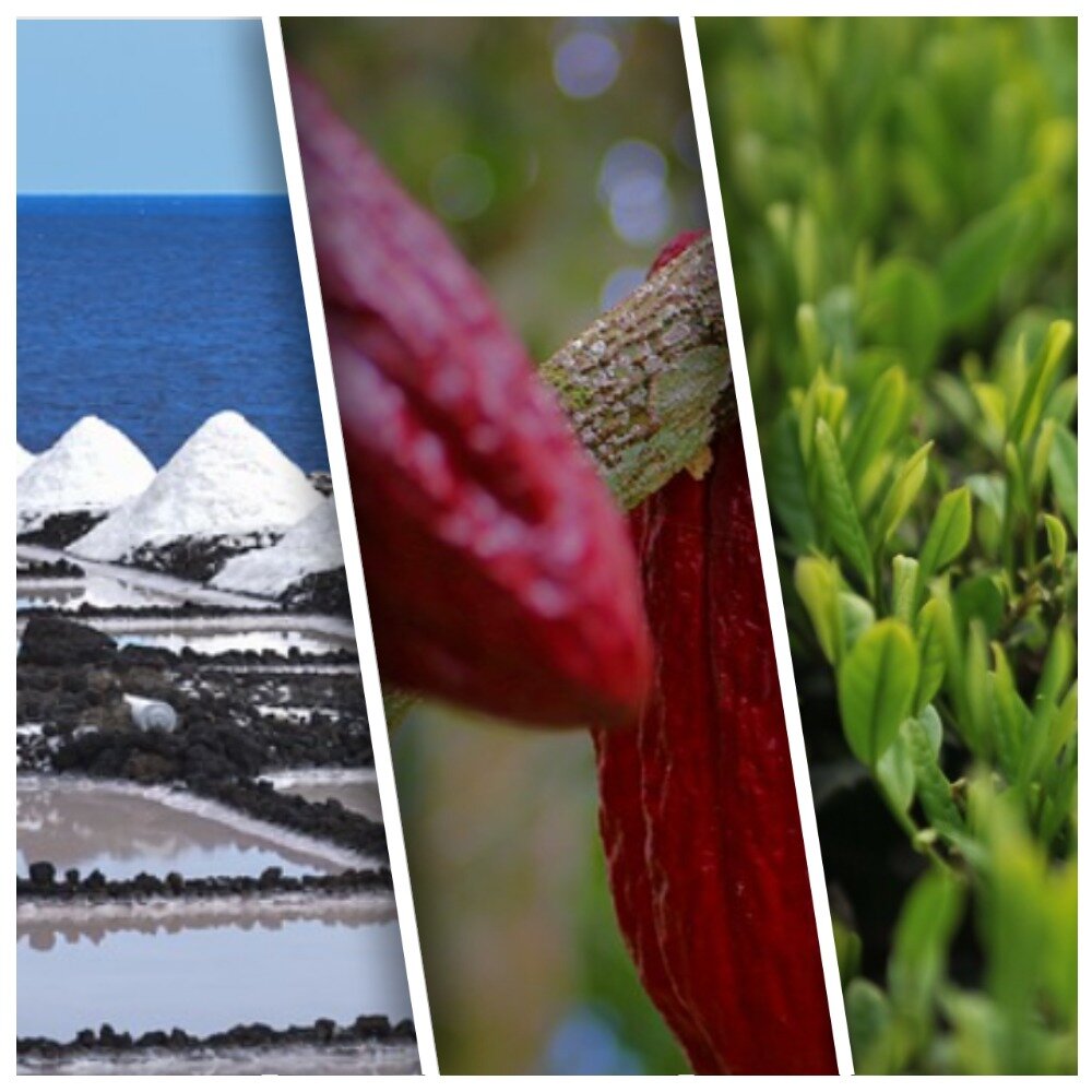 Коллаж автора. На фото: добыча соли, какао-бобы, чайное дерево.