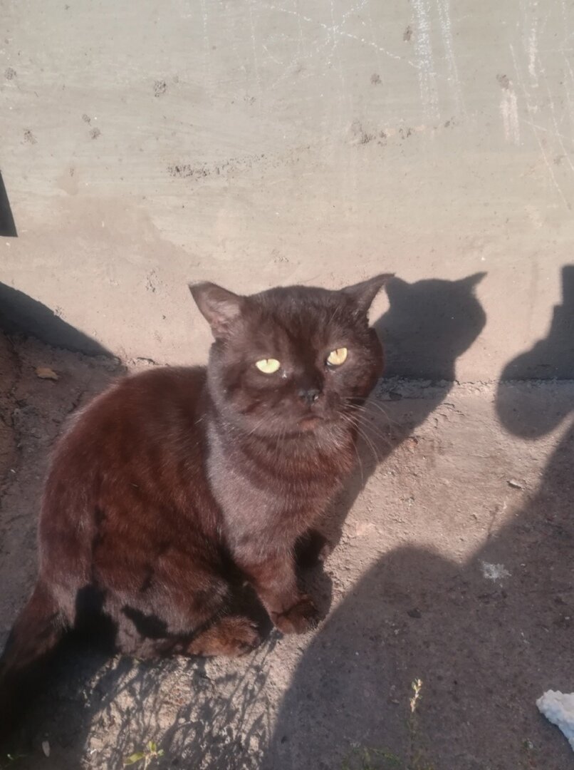 Шоколадный кот, фенотип британца, живет на улице.