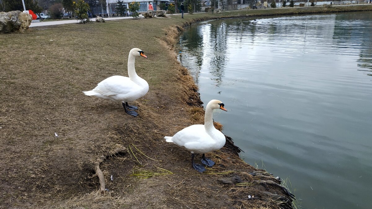 Лебеди в парке