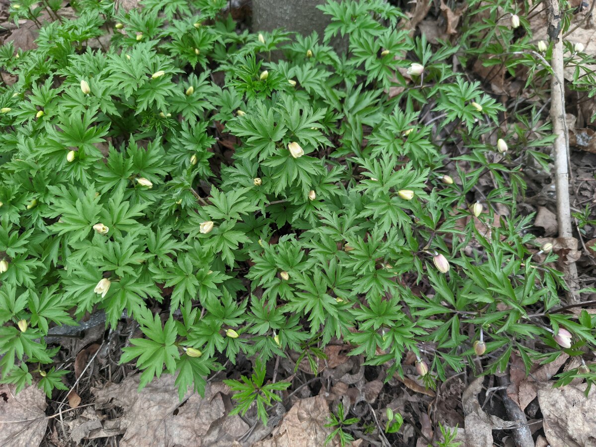 Первые цветы в парке