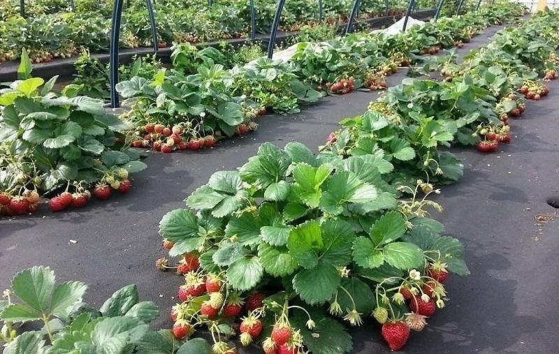 Клубника начнёт расти буквально на дрожжах. (Фото используется по стандартной лицензии ©hozvopros.com)