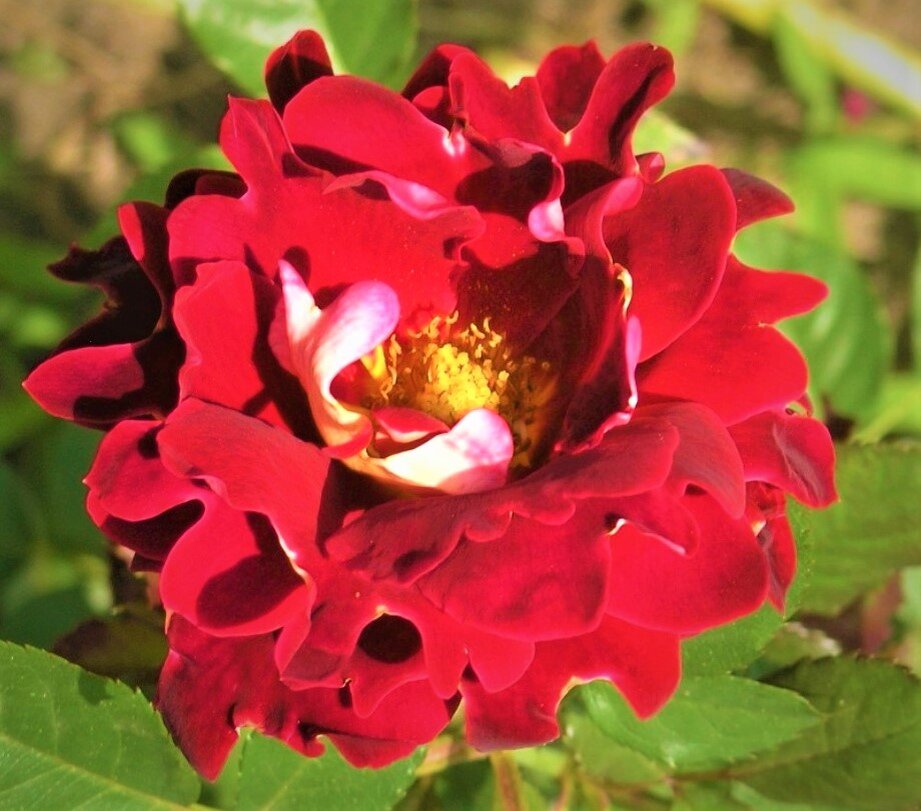  Роза Индиан Раффлс. Фото с сайта: https://posadi.com.ua.