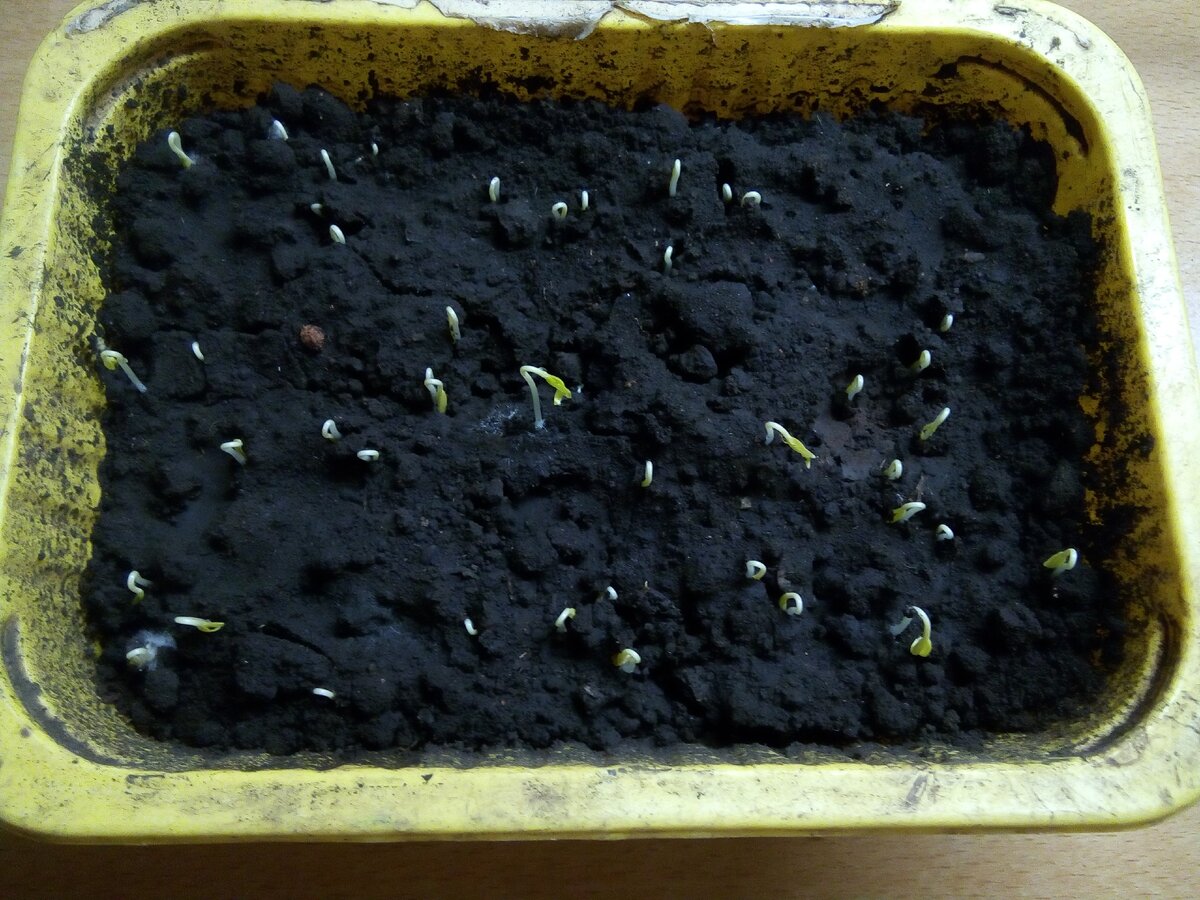 Первые петельки