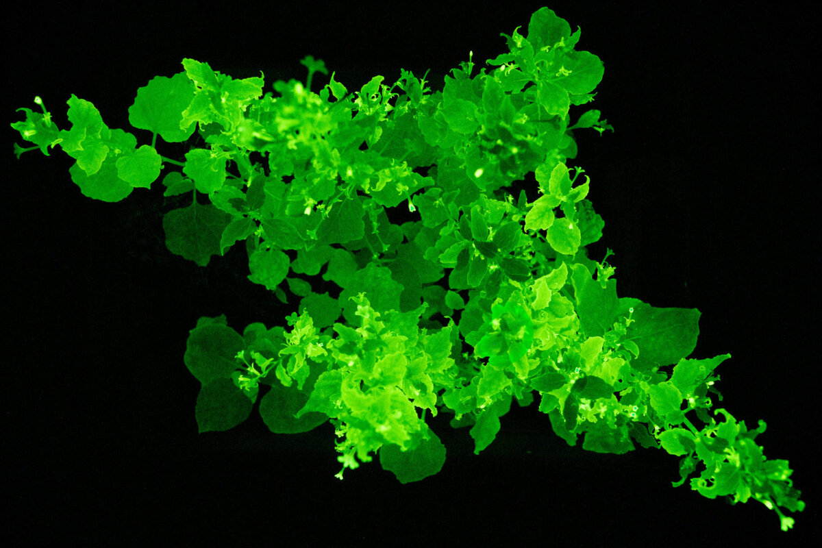 Фотография светящегося табака, созданного группой Российских учёных.