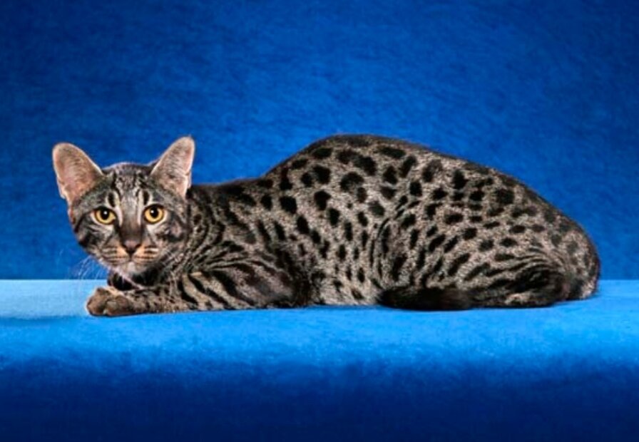 3. Као-маниЭто не только дорогостоящая, но и очень древняя порода кошек родом из Таиланда. Первые упоминания о ней относятся еще к XIV веку нашей эры. Уникальные животные жили при королевских дворах и считались символом богатства, удачи и успеха. Среди всех кошачьих порода као-мани выделяется белоснежным окрасом и очень красивыми глазами. Их радужка может иметь голубой или желтый цвет. Встречаются среди као-мани и питомцы с разноцветными глазами, что добавляет им загадочности и привлекательности. Владельцы этих редких кошек описывают их как очень умных, независимых питомцев. Эти качества сочетаются с коммуникабельностью и нежностью. Здоровая наследственность, прошедшая проверку временем, добавляет бонусы в пользу породы. Стоимость као-мани на сегодняшний день колеблется в пределах от 7000 до 10000 долларов.