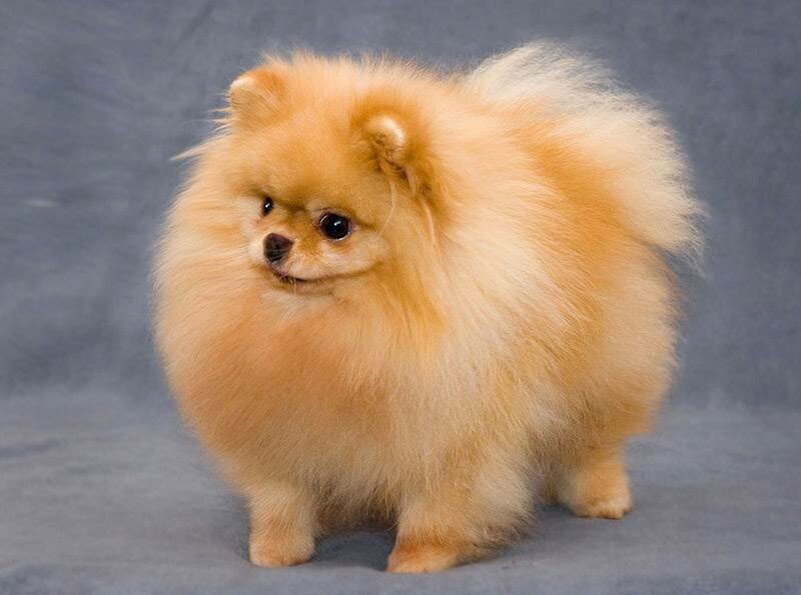  По внешнему виду напоминают игрушечную собаку