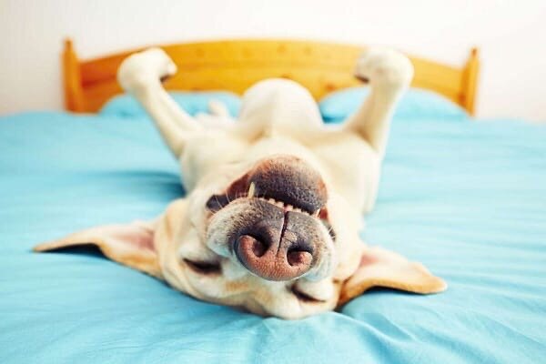 Не   могу   сказать ,  что   я   сторонник   сна   с   собакой   в   кровати .
Не   из   воспитательных ,  а   гигиенических   соображений   и   спокойного   нахождения   в   кровати .