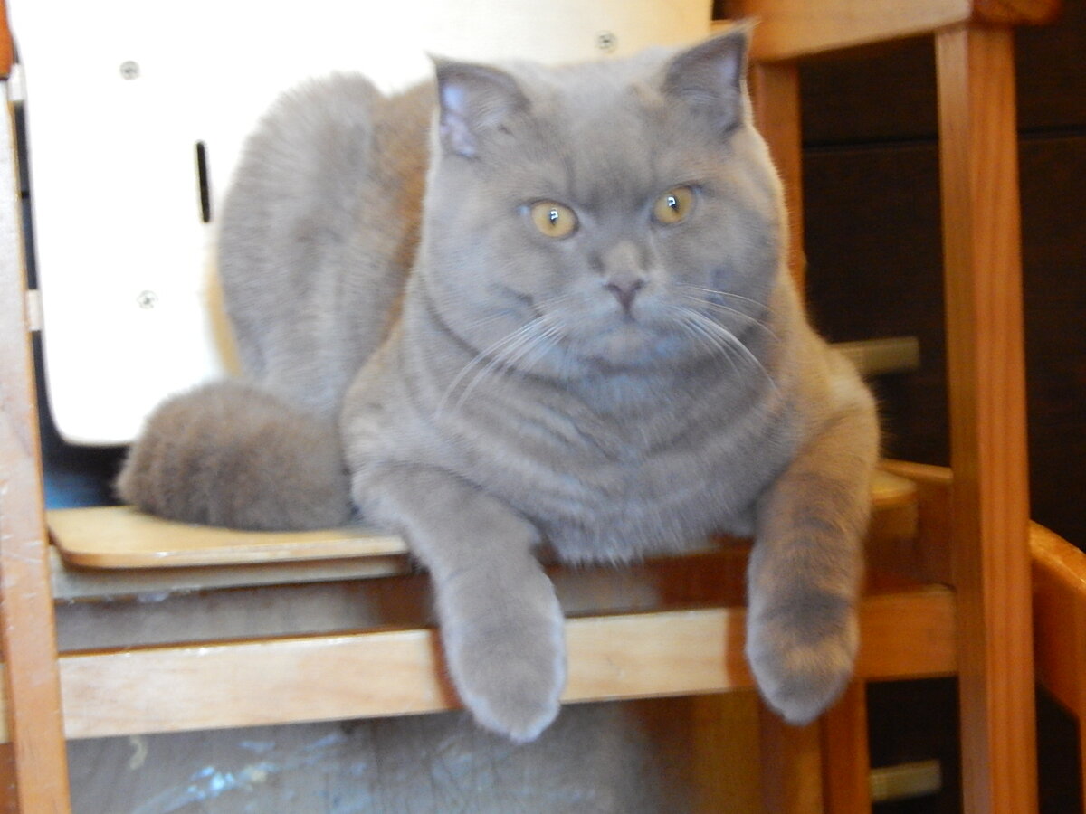 Собеседник