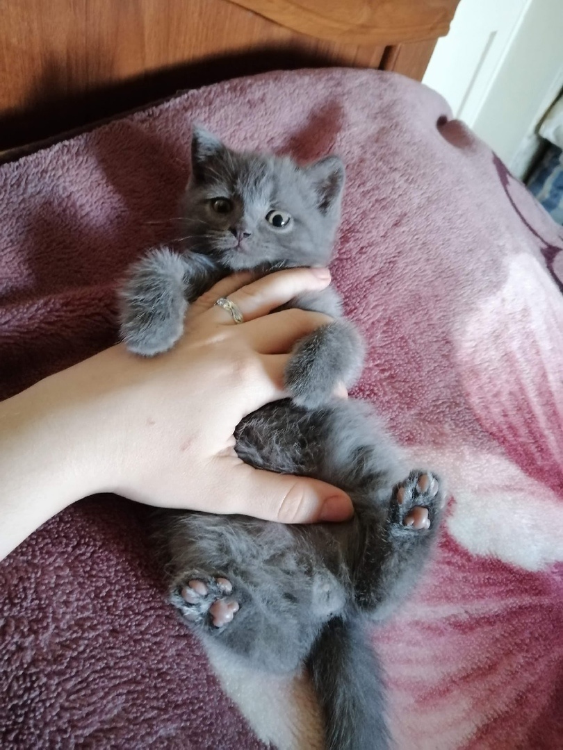 На этом фото Марсику около 2-2,5 месяцев