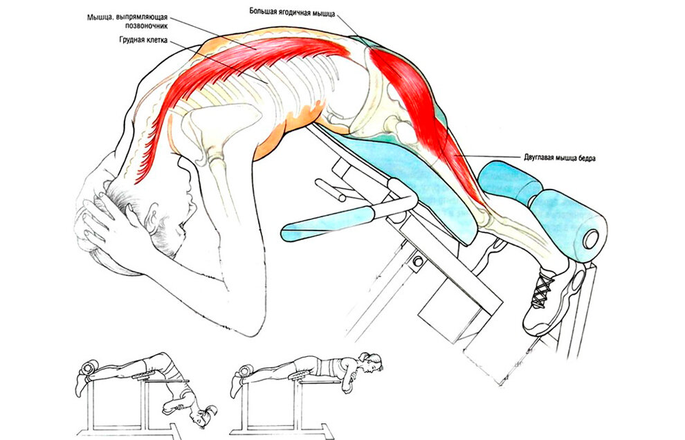 Программа тренировок в зале спина руки