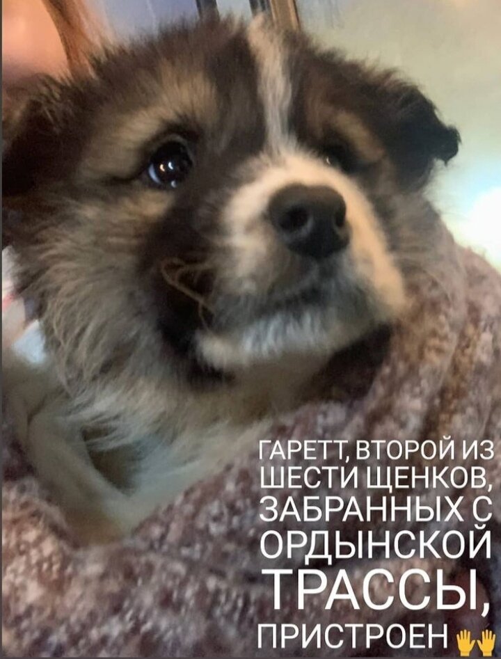 Второй щенок нашёл дом
