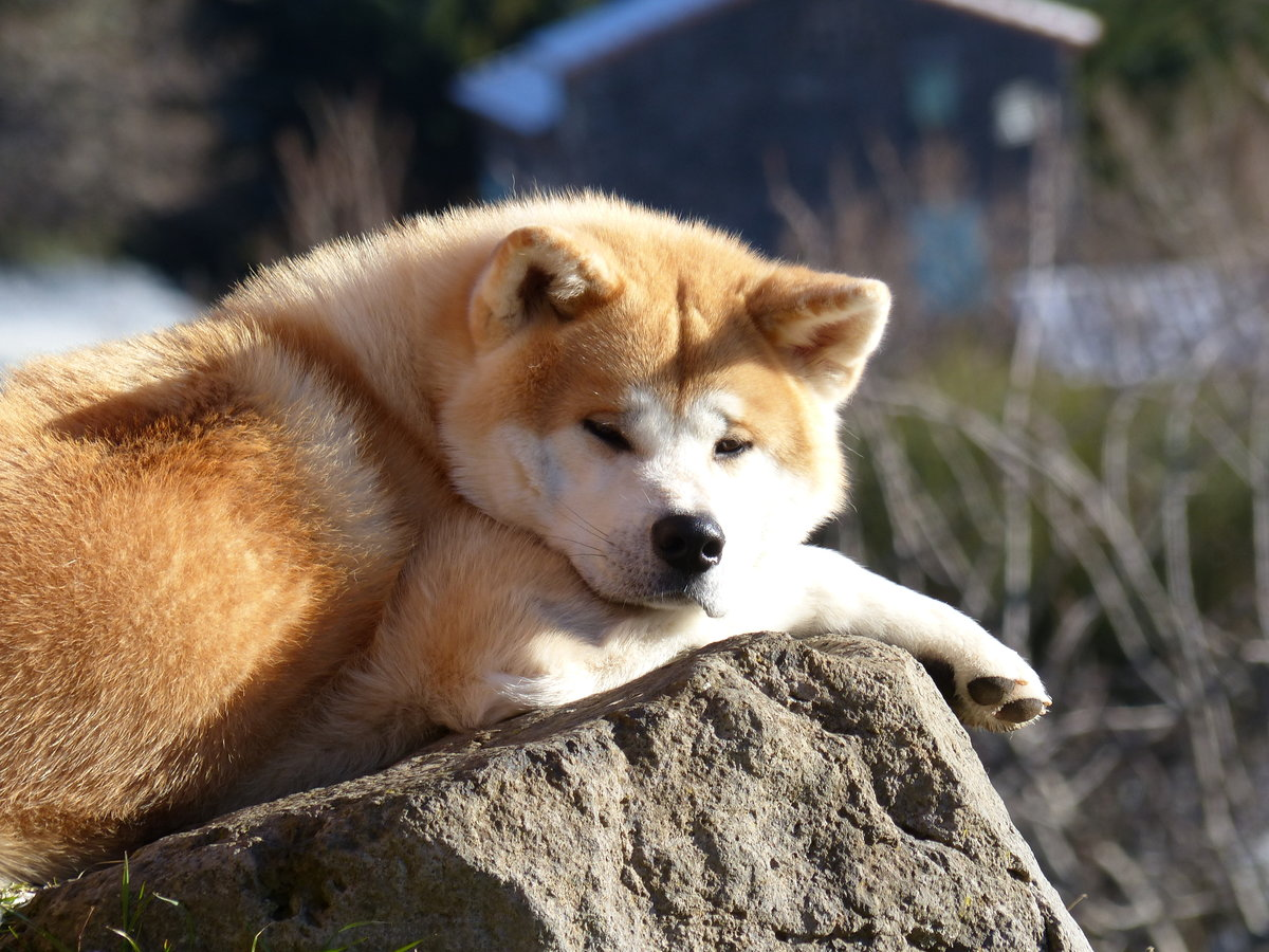  Источник изображения:https://glorypets.ru/sobaki/porody-sobak/akita-inu-i-siba-inu-otlichiya-sobak-etih-porod